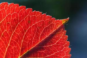 närbild naturlig höst höst makro vy av röd orange löv glöd i solen på suddig grön bakgrund i trädgården eller parken. inspirerande natur oktober eller september tapeter. årstidsbyte koncept. foto