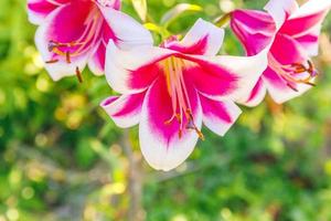 vacker rosa vit lilja blomma närbild detalj på sommaren. bakgrund med blommande bukett. inspirerande naturlig blommig vårblommande trädgård eller park. ekologi natur koncept. foto