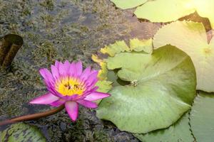 rosa lotus blomning med morgon- solljus foto