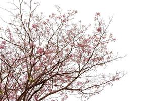 rosa trumpet träd eller tabebuia rosea isolerat på vit bakgrund foto