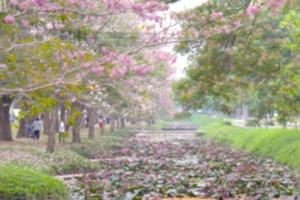 lotus damm rosa trumpet träd suddigt bakgrund foto