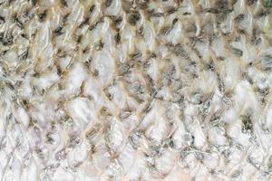 textur för barramundi eller havsabborre fisk ,abstrakt bakgrund foto