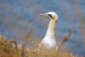 sula, morus bassanus, på bempton klippor i yorkshire foto