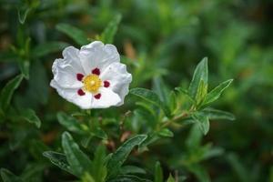 vit cistus, lucitanica decumbens, blommande i ett engelsk trädgård foto