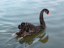 svart svan, cygnus atratus, på en sjö i kent foto