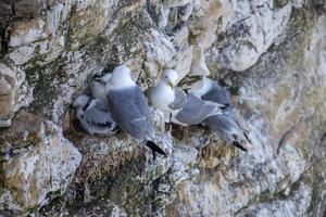 svartbent tretåig mås, rissa tridactyla, nesting i de klippor på bempton i yorkshire foto