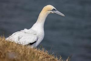 sula, morus bassanus, på bempton klippor i yorkshire foto