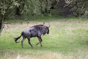 blå gnu eller brindled gnu, c. taurinus foto