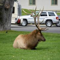 vilar förbi de besökare Centrum på mammut varm fjädrar i wyoming foto