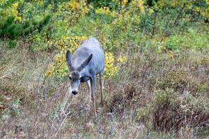 mula rådjur, odocoileus hemionus, på varna i skrubbland i monatana foto