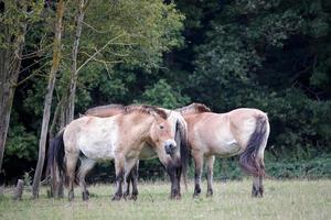 fyra przewalski hästar kramade tillsammans foto