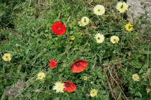 vild blommor blommande längs en väg i tuscany foto