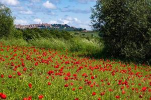 vild vallmo i en fält i tuscany foto