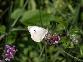 små vit, pieris rapae, fjäril foto