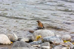 amerikan robin, turdus migratorius, förbi de flodbank foto