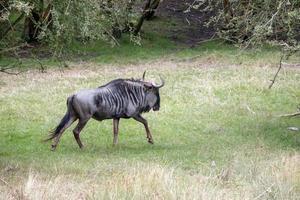 blå gnu eller brindled gnu, c. taurinus foto