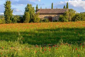 val d'orcia Toscana, Italien - Maj 19. vallmo fält och gammal bondgård i tuscany på Maj 19, 2013 foto