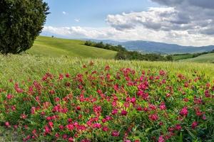 franska kaprifol blommande i tuscany foto