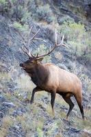 älg eller wapiti, livmoderhalsen canadensis, gående genom skrubbland i yellowstone foto