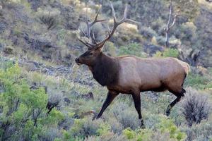 älg eller wapiti, livmoderhalsen canadensis, gående genom skrubbland i yellowstone foto