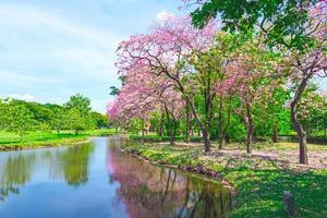 blommor av rosa trumpet träd är blomstrande i offentlig parkera av Bangkok, thailand foto