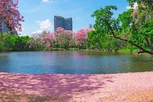 blommor av rosa trumpet träd är blomstrande i offentlig parkera av Bangkok, thailand foto