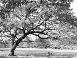svart och vit landskap bild av stor träd med en cykel i de parkera foto