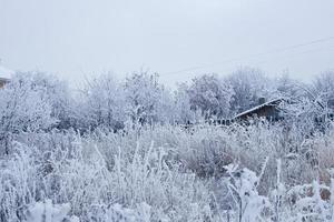 fluffig snö på de grenar av en träd. vinter- landskap. textur av is och snö. foto
