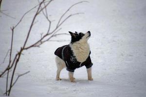 liten rolig hund i en svart jacka ser runt om medan gående i de vinter. foto