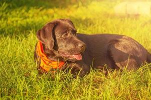 en ung svart labrador retrieverhund. halloween, en hund i en bandana. foto