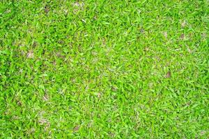 grönt gräs konsistens för bakgrund. grön gräsmatta och textur bakgrund. foto