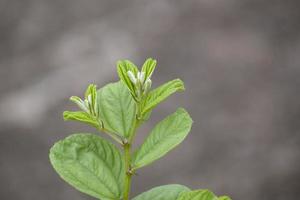 löv av ziziphus mauritiana.the löv är handla om 2.5 till 3.2 centimeter lång och 1.8 till 3.8 centimeter bred har bra tand på marginal.selektiv fokus foto