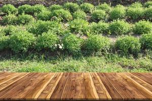 trä- tabell med stevia växt, ört växt foto