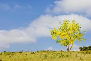 ett träd i äng, gyllene dusch eller kassia fistel i blå himmel, nationell träd av thailand foto