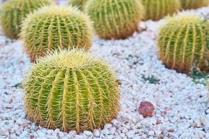kaktus boll echinocactus grusonii i de trädgård. stänga upp av saftig gyllene tunna kaktus foto