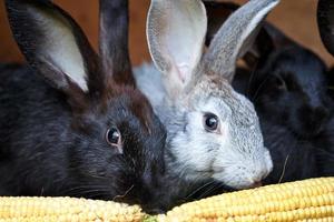 grå och svart kanin kaniner äter öra av majs, närbild foto