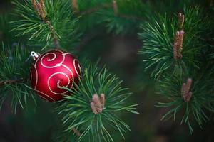 de röd jul boll är liggande på de lång grön nålar av tall grenar. ny år begrepp, grön naturlig bakgrund-gran mönster. Plats för text foto