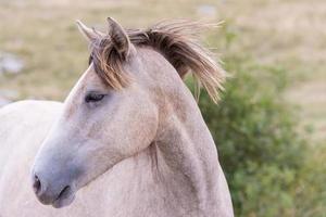 porträtt av skön vild häst foto