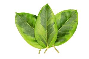 grön löv mönster, höst växt blad isolerat på vit bakgrund, karikatyr växt eller graptophyllum pictum, ficus elastik variegata foto