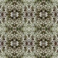 vit löv mönster, höst växt blad bakgrund, pithecellobium dulce, sömlös mönster foto
