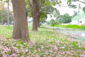 suddig bild av träd trunk av tabebuia rosea träd med rosa blomma, oskärpa abstrakt bakgrund foto