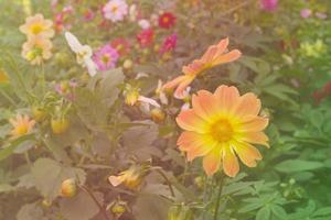närbild orange kosmos blommor, filter effekt foto