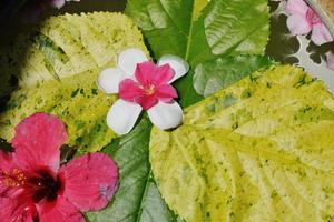 vattenkopp med vackra blommor bakgrund foto