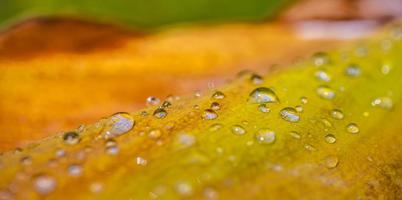 vatten droppar fallen löv efter regn, solig droppar på orange gul makro natur. närbild mönster, abstrakt natur foto