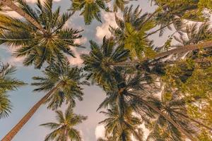 tropisk träd bakgrund begrepp. kokospalm palmer och fredlig blå himmel. exotisk sommar natur bakgrund, grön löv, naturlig landskap. sommar tropisk ö, Semester eller semester mönster foto