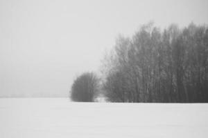 Foto vinter- landskap snö och bar träd.