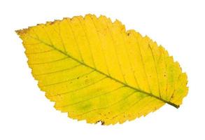 tillbaka sida av fallen gul blad av alm träd foto