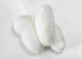 få organisk silkesmask kokonger på vit silke tyg foto