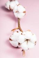 kvist av bomull växt med mogen bollar på rosa foto