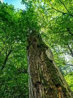 vacker utsikt in i en tät grön skog med starkt solljus som kastar djup skugga foto